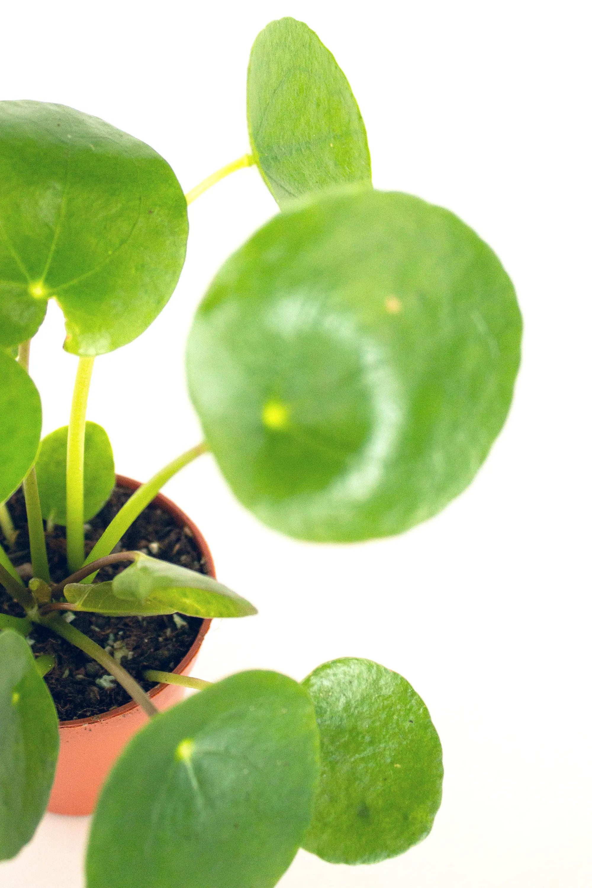 Pilea peperomioides - Listnato