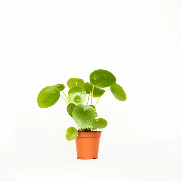 Pilea peperomioides - Listnato