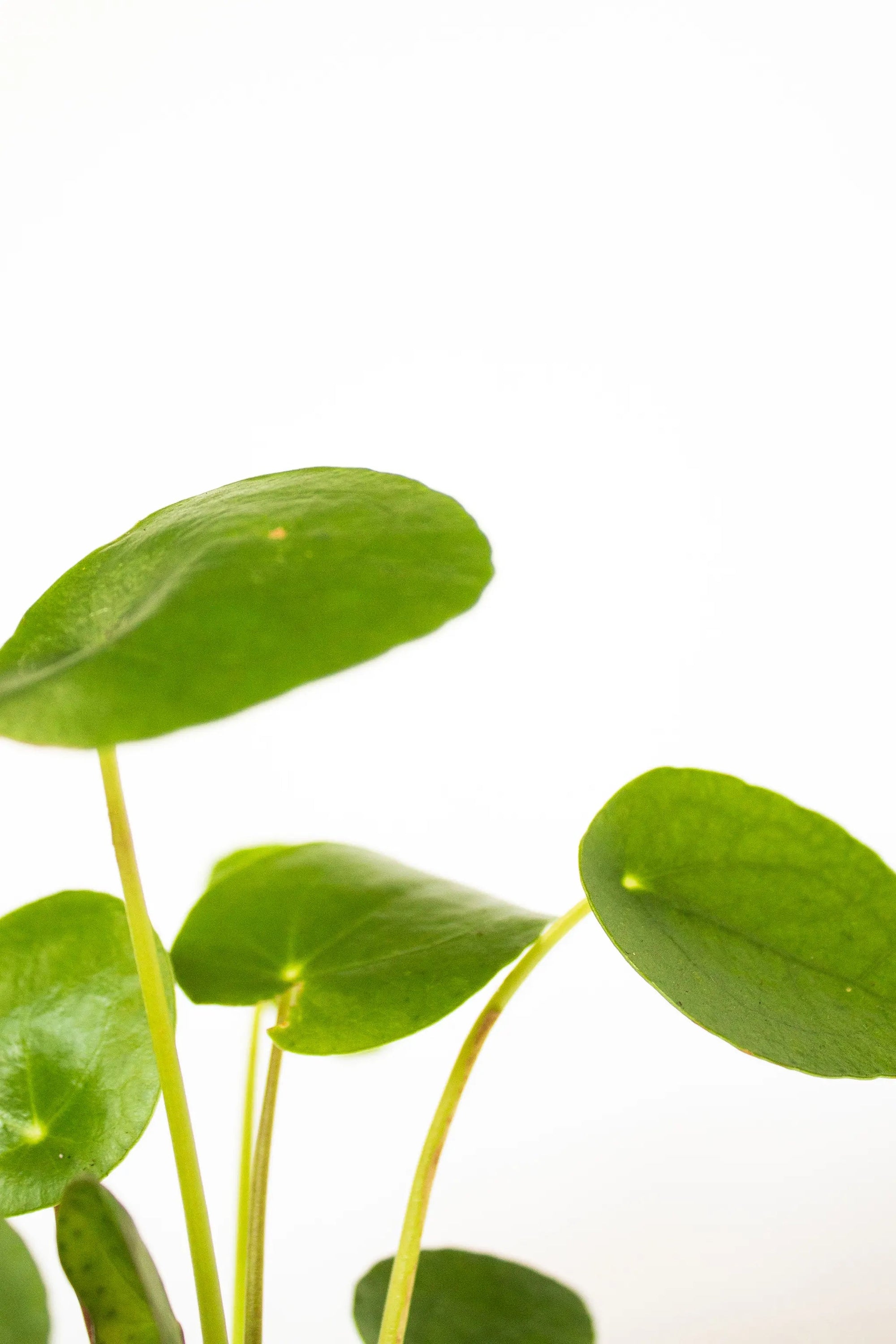 Pilea peperomioides - Listnato