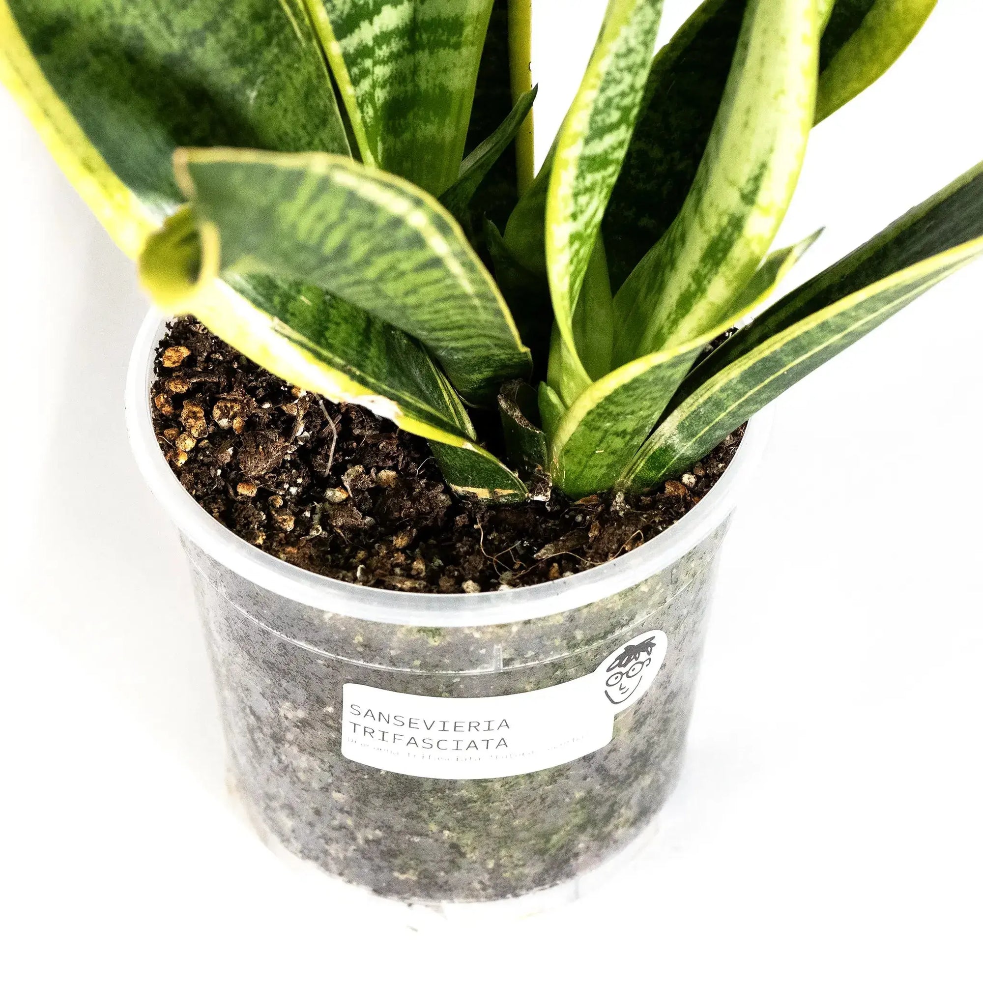 Sansevieria trifasciata 'Futura Superba' - Coasy