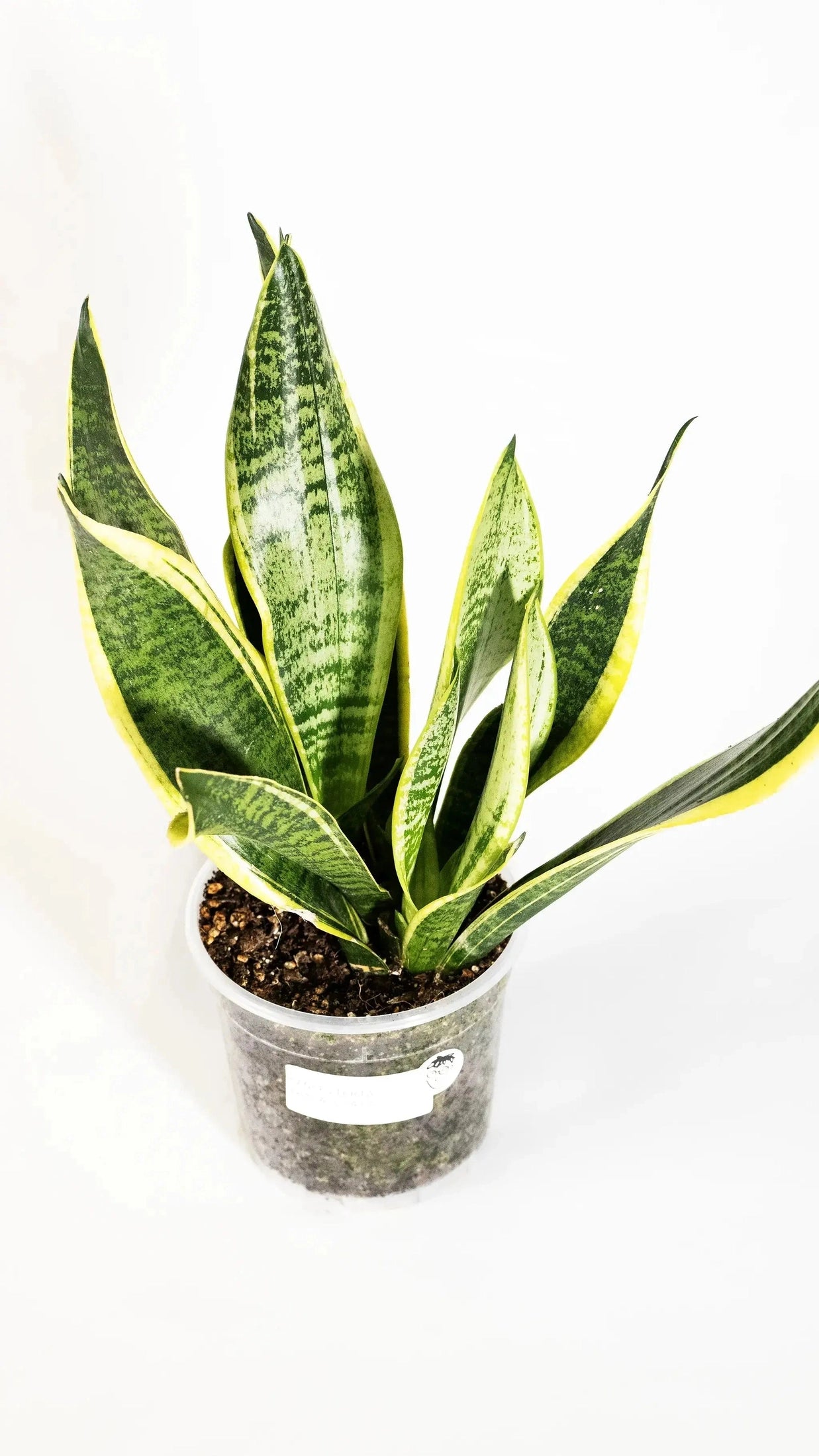 Sansevieria trifasciata 'Futura Superba' - Coasy