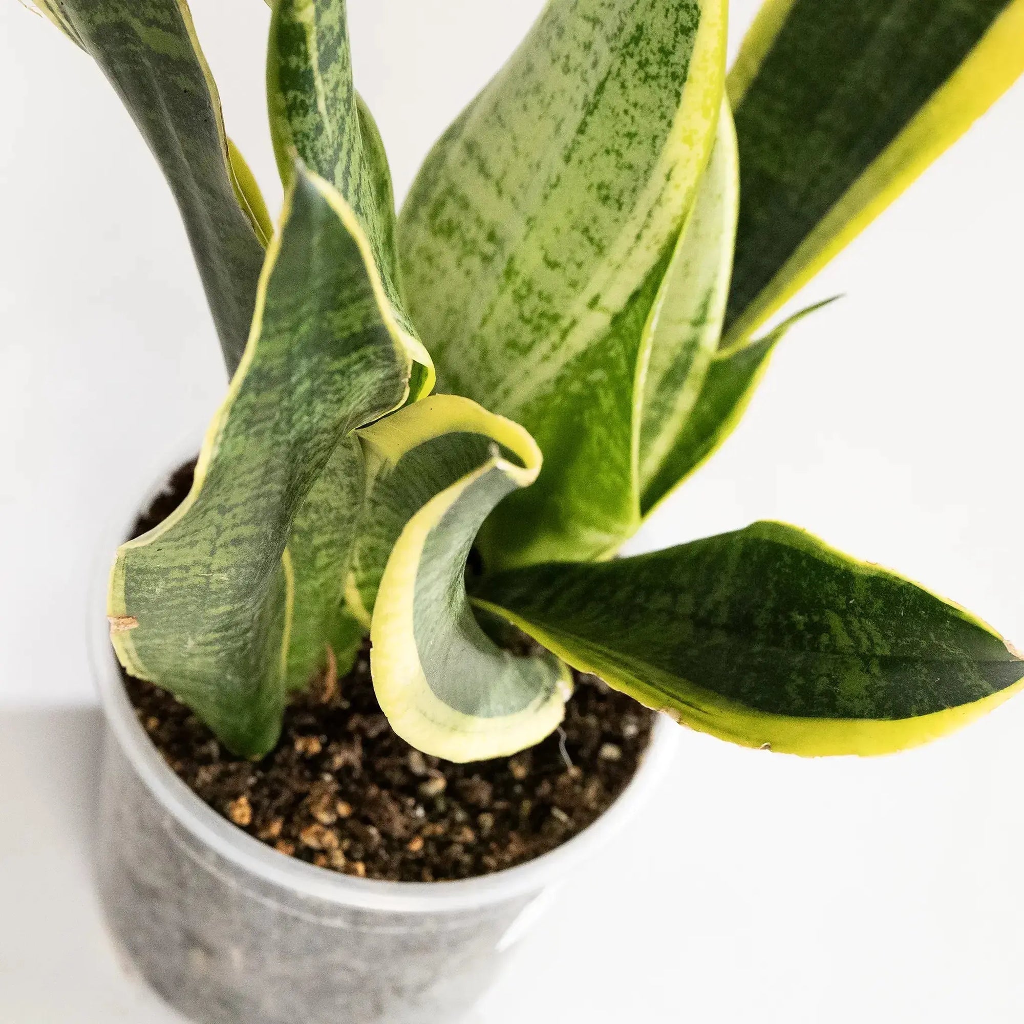 Sansevieria trifasciata 'Futura Superba' - Coasy
