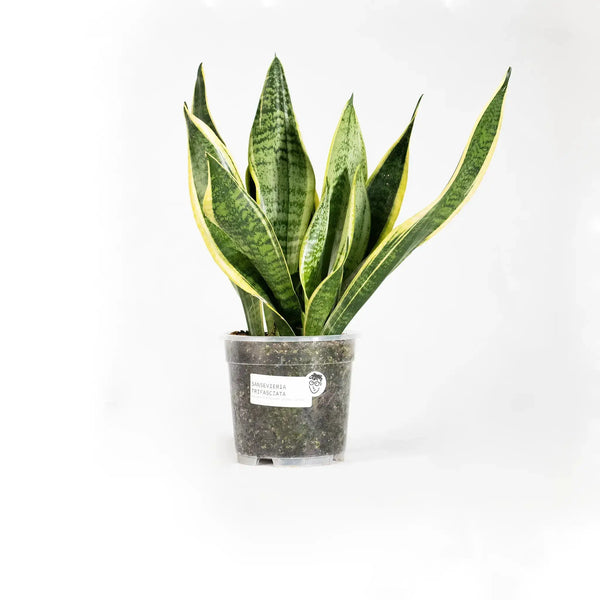 Sansevieria trifasciata 'Futura Superba' - Coasy