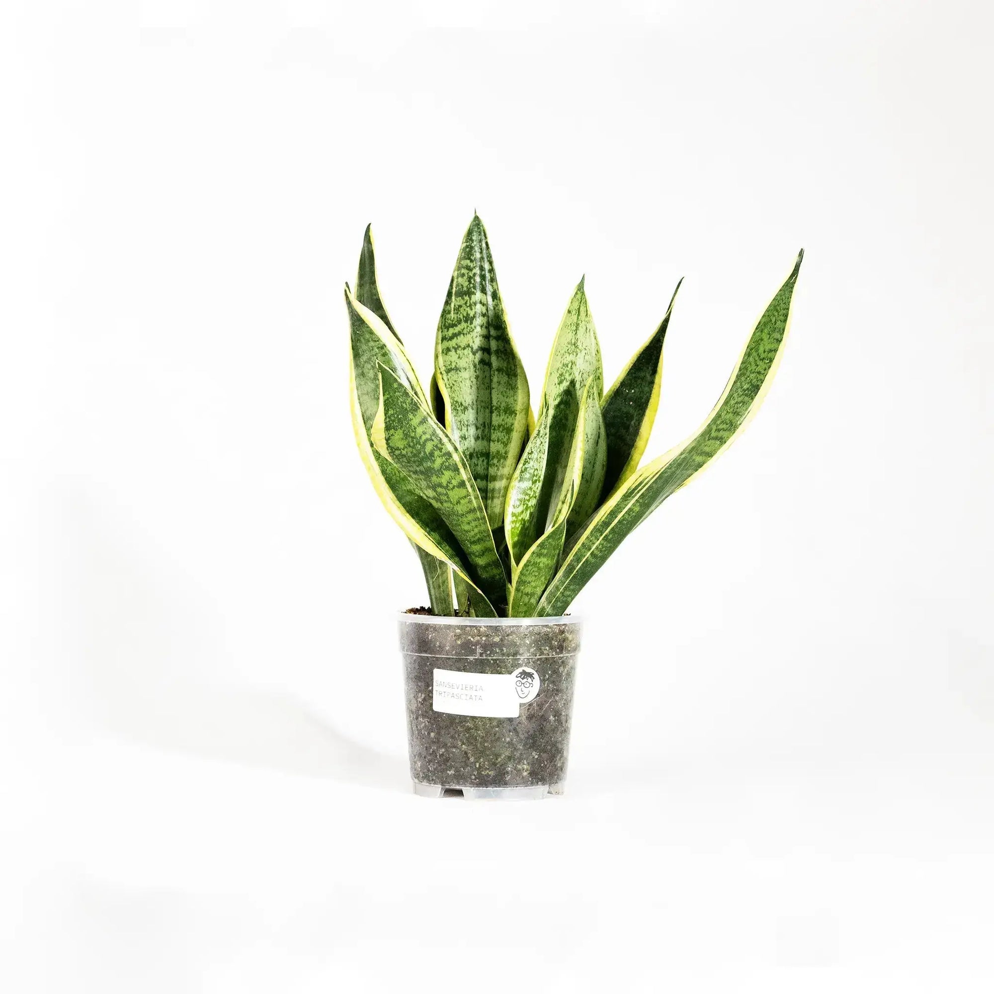 Sansevieria trifasciata 'Futura Superba' - Coasy