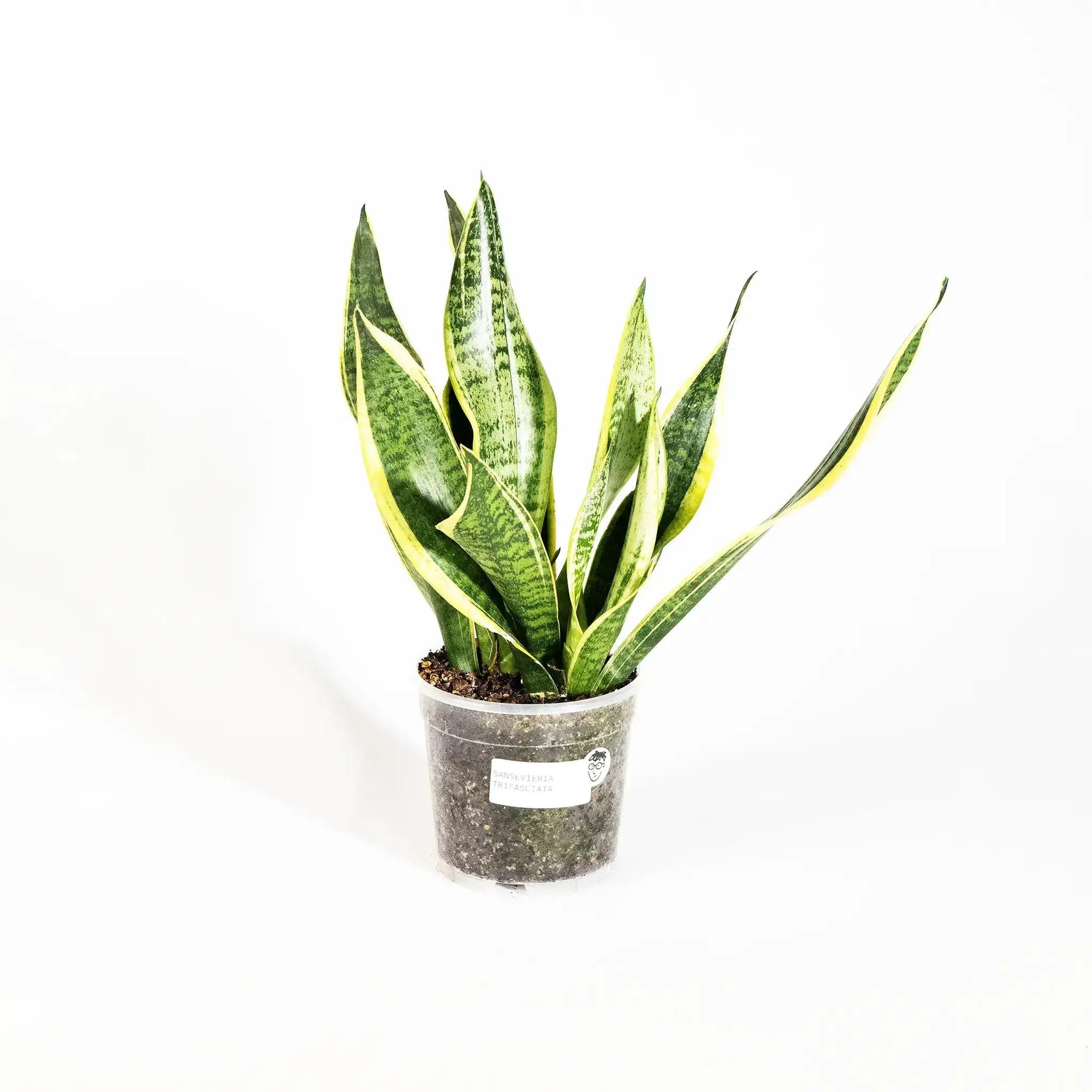 Sansevieria trifasciata 'Futura Superba' - Coasy