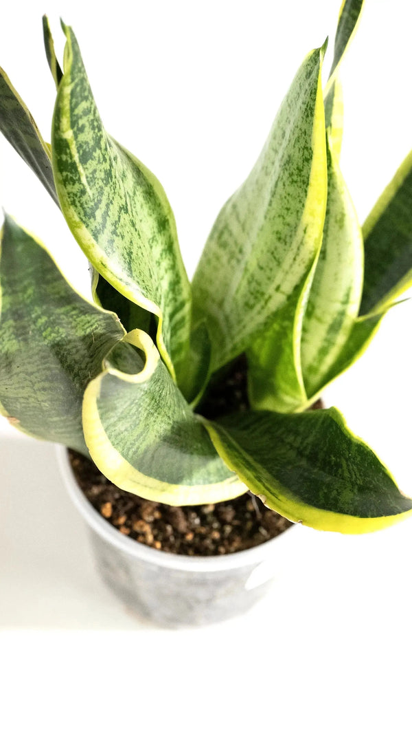 Sansevieria trifasciata 'Futura Superba' - Coasy