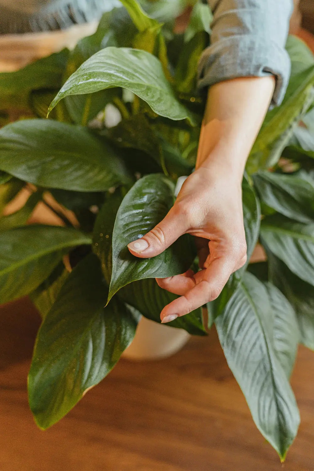 Ruka jemně držící list rostliny Spathiphyllum, známé jako lopatkovec, s lesklými tmavě zelenými listy.