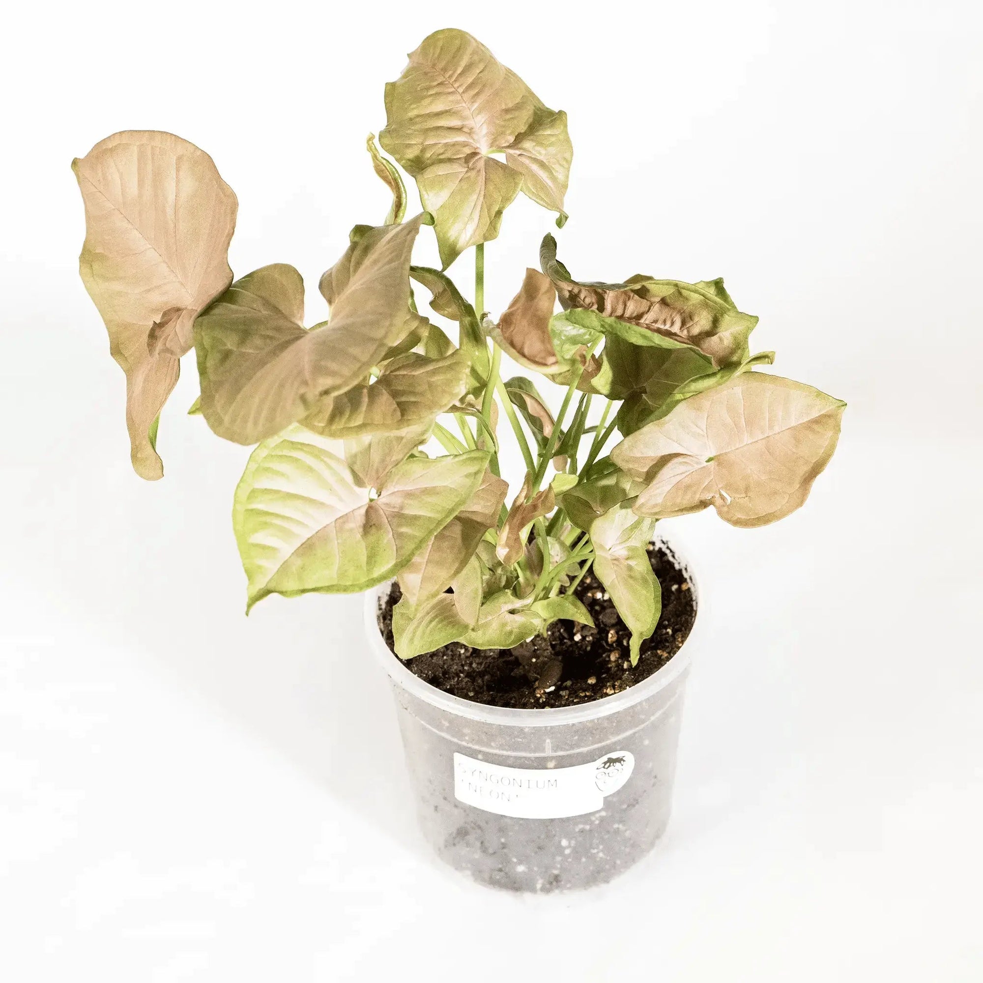 Syngonium podophyllum 'Neon Robusta' - Coasy