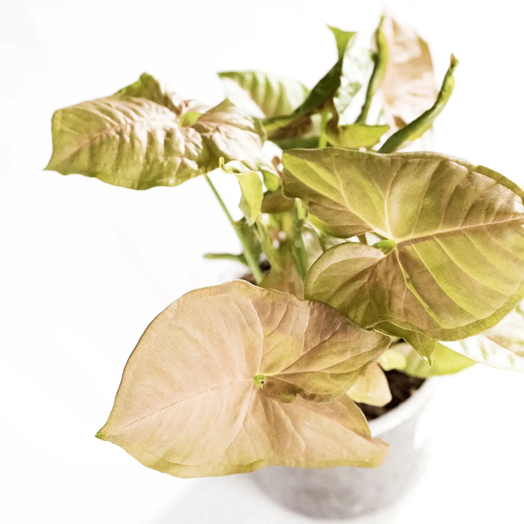 Syngonium podophyllum 'Neon Robusta' - Coasy