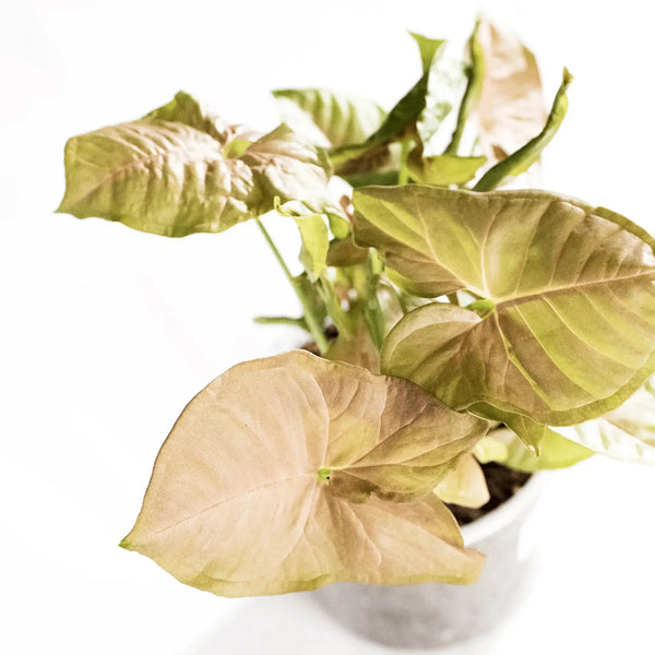 Syngonium podophyllum 'Neon Robusta' - Coasy