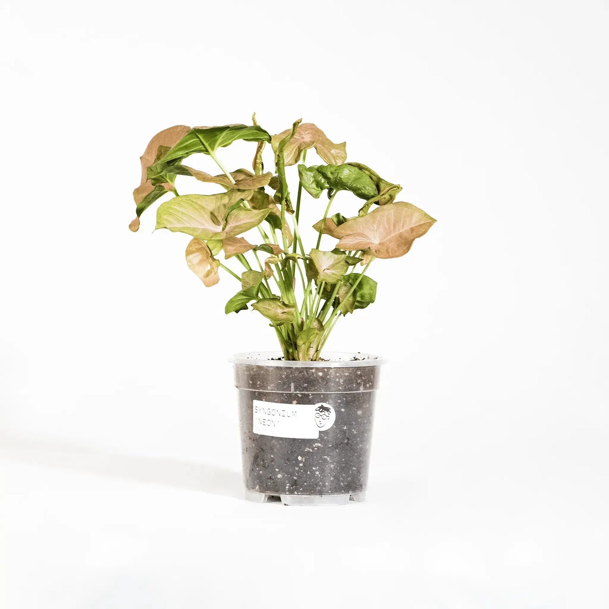 Syngonium podophyllum 'Neon Robusta' - Coasy