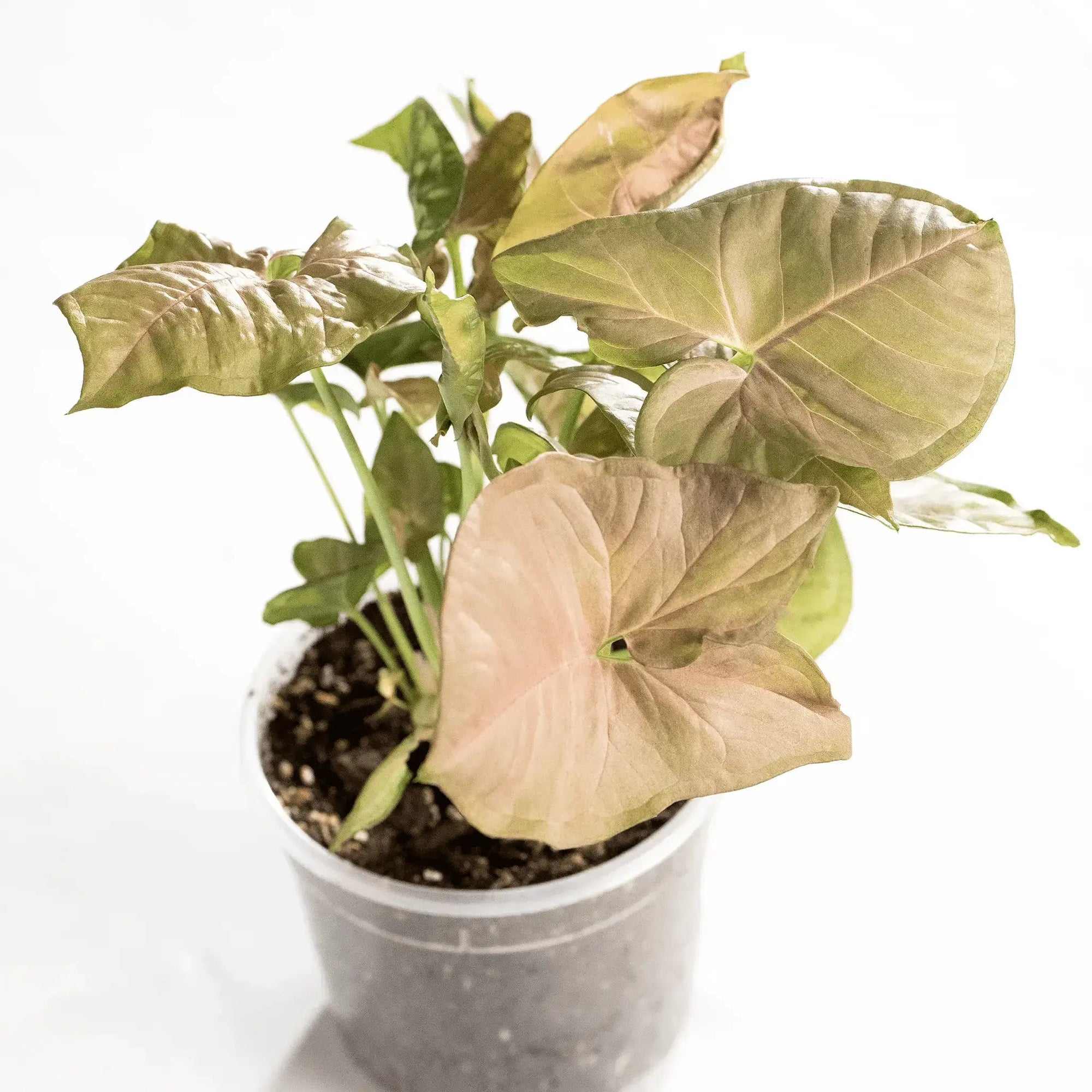 Syngonium podophyllum 'Neon Robusta' - Coasy