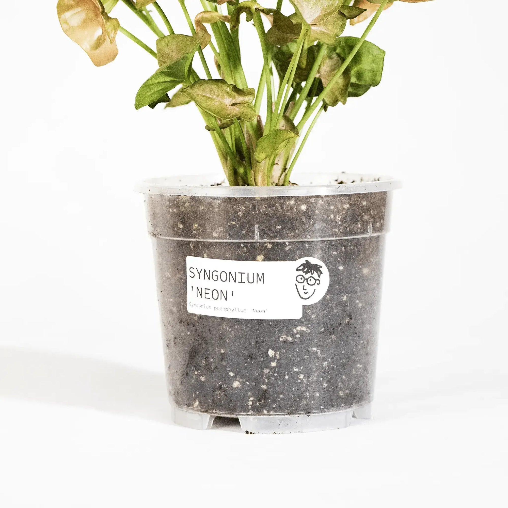 Syngonium podophyllum 'Neon Robusta' - Coasy