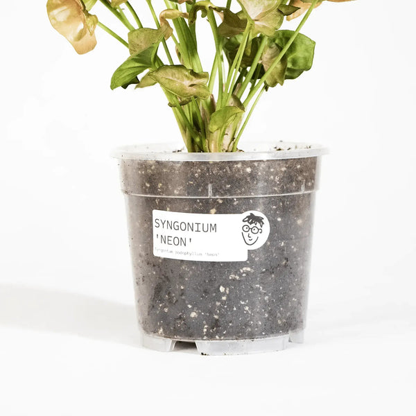 Syngonium podophyllum 'Neon Robusta' - Coasy