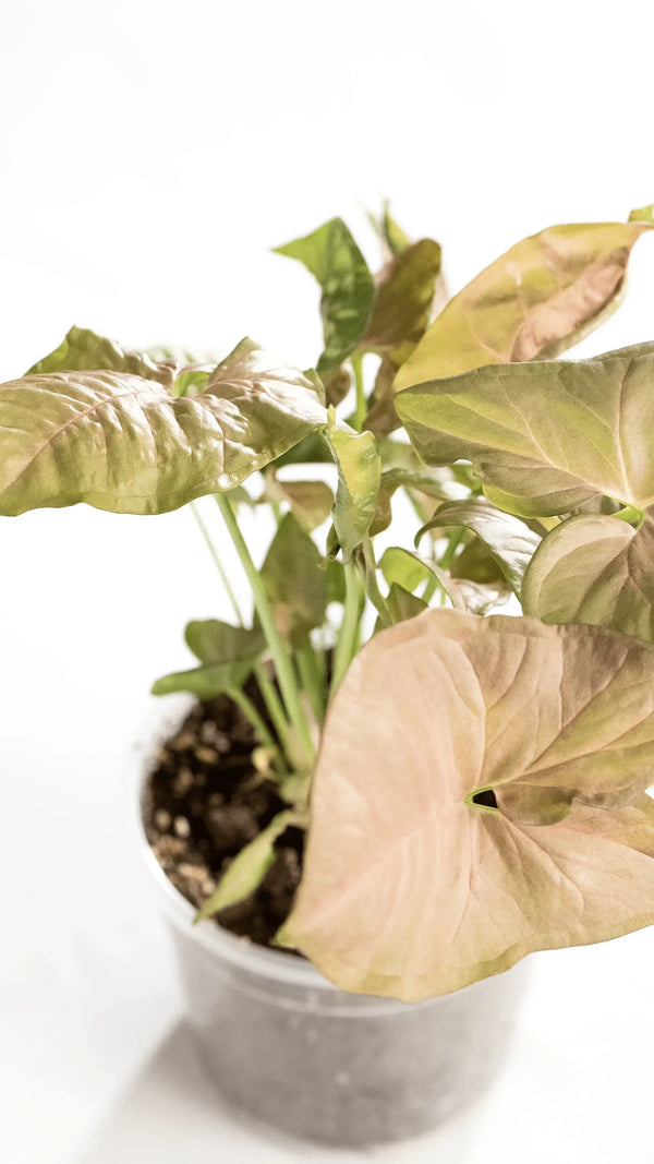 Syngonium podophyllum 'Neon Robusta' - Coasy